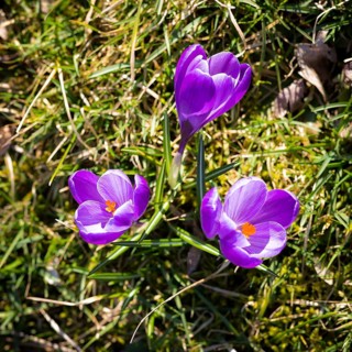 Crocuses