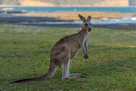 Grey Kangaroo
