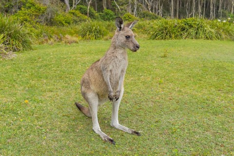 Grey Kangaroo