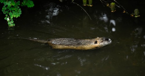 Nutria