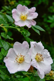 Blossom