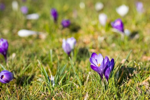 Crocuses