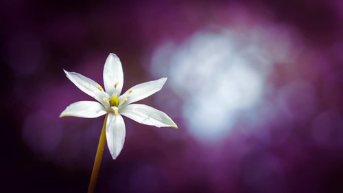 White lily