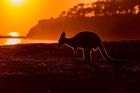 Grey Kangaroo