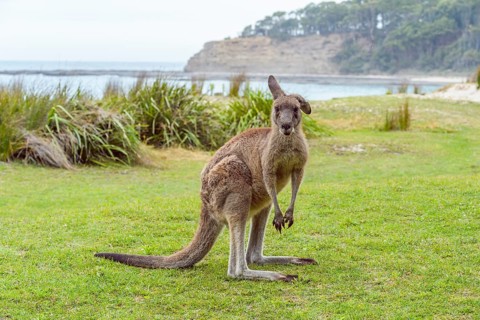 Grey Kangaroo
