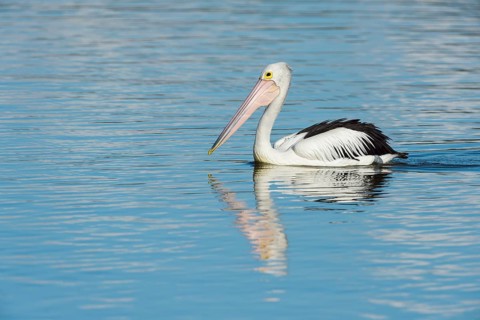 Australian Pelican