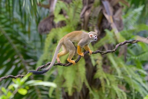 Squirrel Monkey