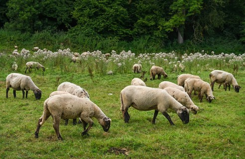 Sheep