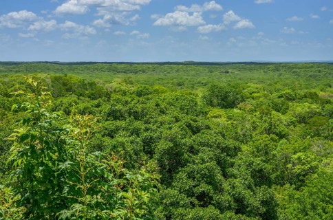Tropical jungle