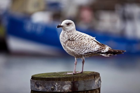 Young european herring gull