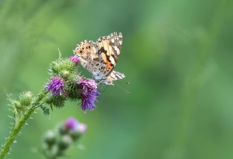 Painted lady