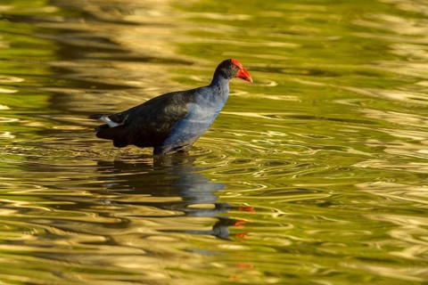 Australasian Swamphen