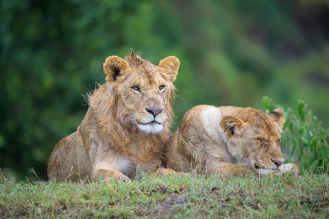 African lion