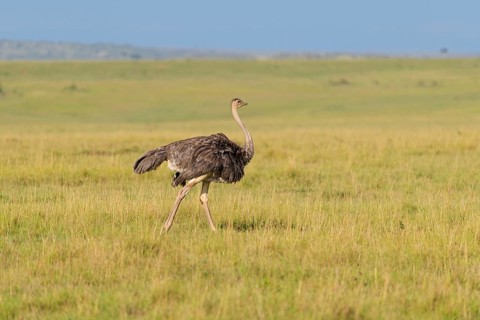 Ostrich