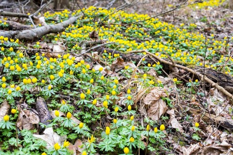 Winter aconite