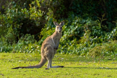 Grey Kangaroo