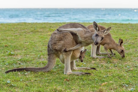Grey Kangaroo