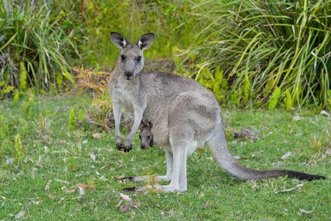 Grey Kangaroo