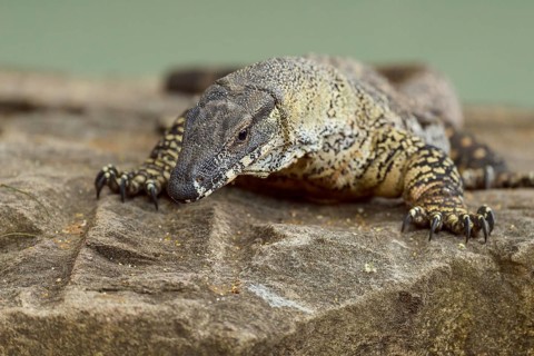 Lace Monitor