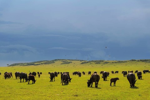 Cape Buffalo
