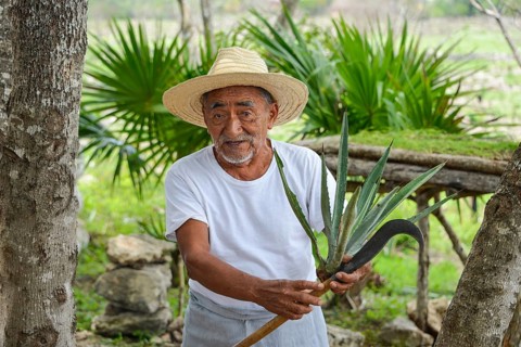 Old farmer explaining the production of sisal