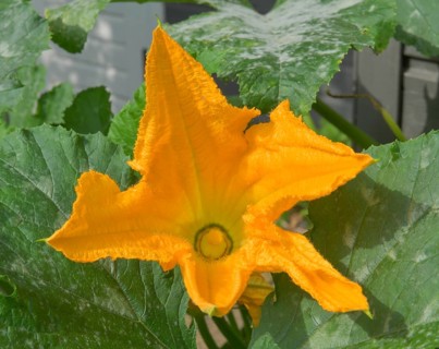 Courgette flower