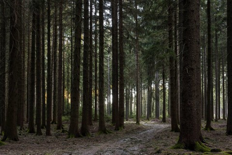 Path through a coniferous forest