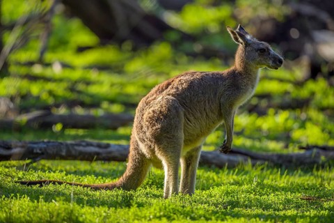 Grey Kangaroo