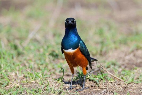 Superb Starling