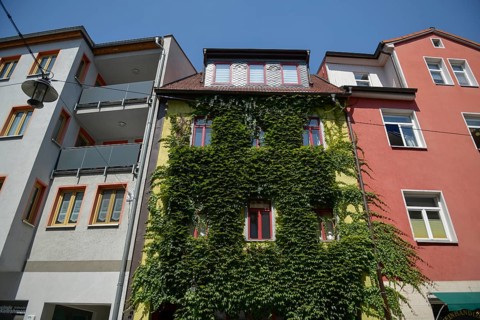 Overgrown house