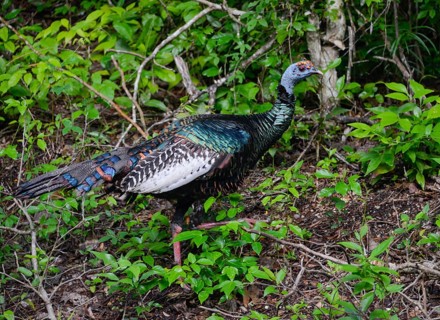 Ocellated turkey