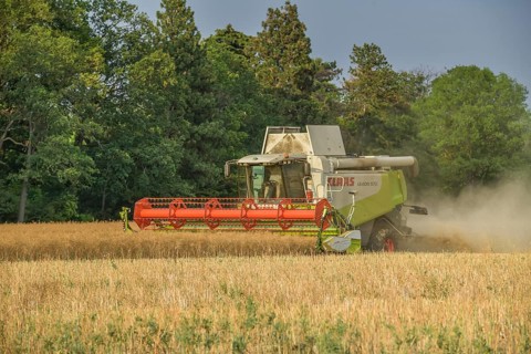 Rape harvest