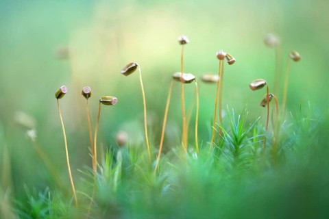 Common haircap moss