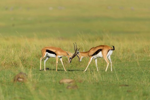 Thomsons Gazelle