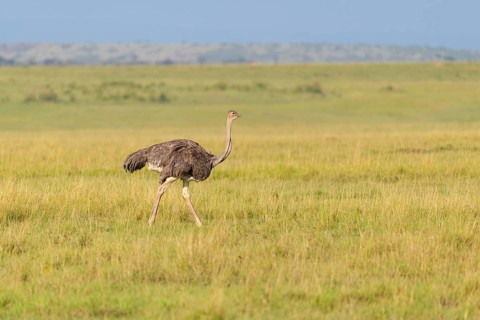 Ostrich