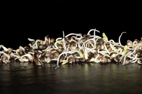 Fresh sprouts of hemp