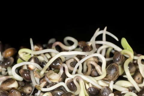 Fresh sprouts of hemp