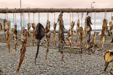 Different kinds of dried fish in a row