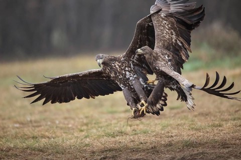 White-tailed eagle