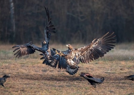 White-tailed eagle