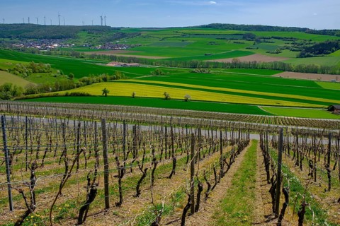 Vineyards