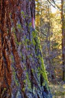 Autumn larch forest