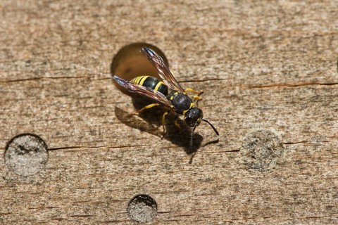 Clay wasp