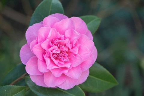 Japanese camellia