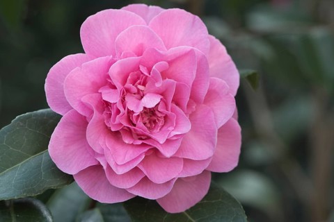 Japanese camellia