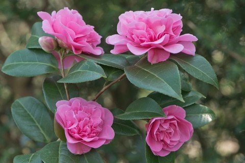 Japanese camellia