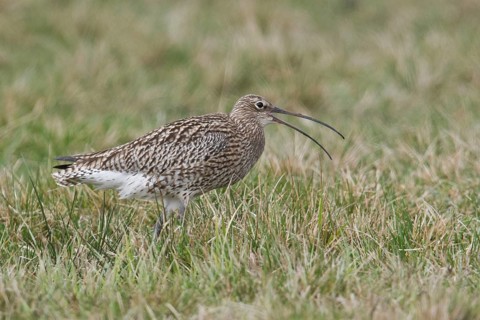 Eurasian curlew