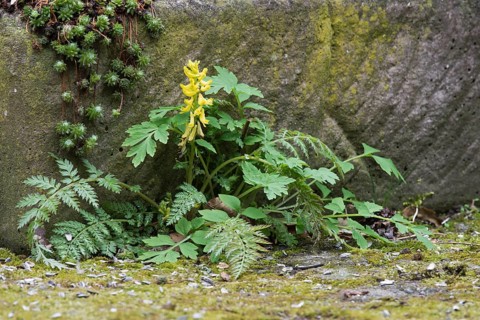 Rock corydalis
