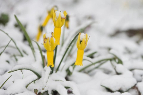 Cyclamen-flowered daffodil