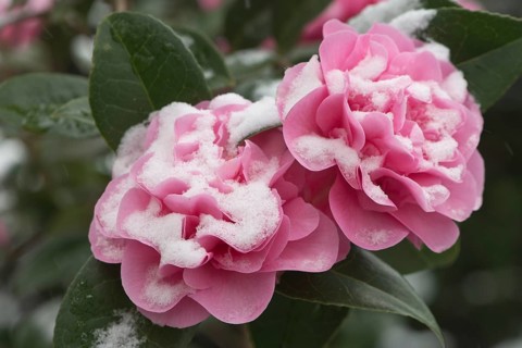 Japanese camellia